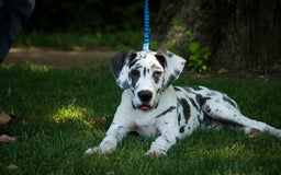 Great Dane dogs for sale: Electra - Image 30