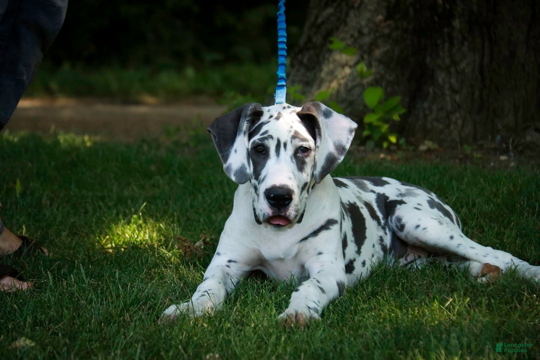 Great Dane dogs for sale: Electra - Image 30