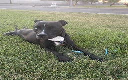 American Bully dogs for sale: Jazz - Image 5