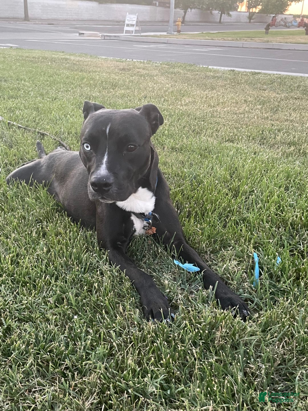 American Bully dogs for sale: Jazz - Image 5