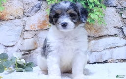 Mini Goldendoodle dogs for sale: Violet F1b - Image 5