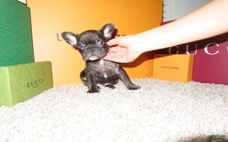 French Bulldog dogs for sale: Neptune - Image 3