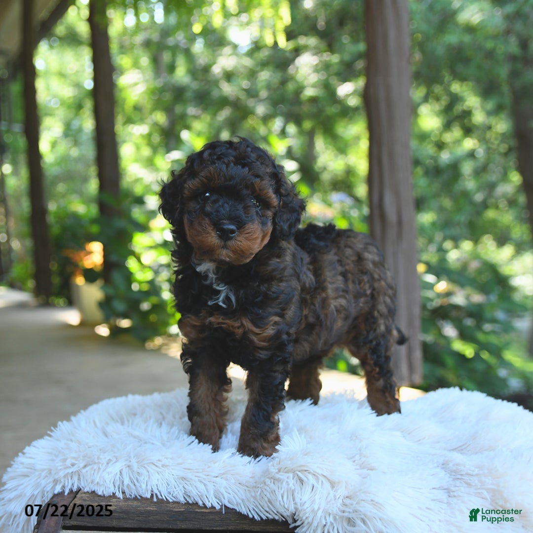 Miniature Poodle dogs for sale: Lucky - Image 3
