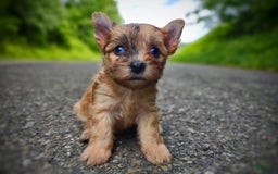 Morkie dogs for sale: Rare Gold Merle Beetle - Image 22