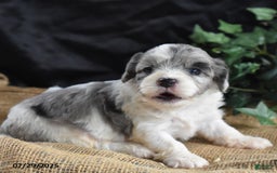 Cavapoo dogs for sale: Ava - Image 2