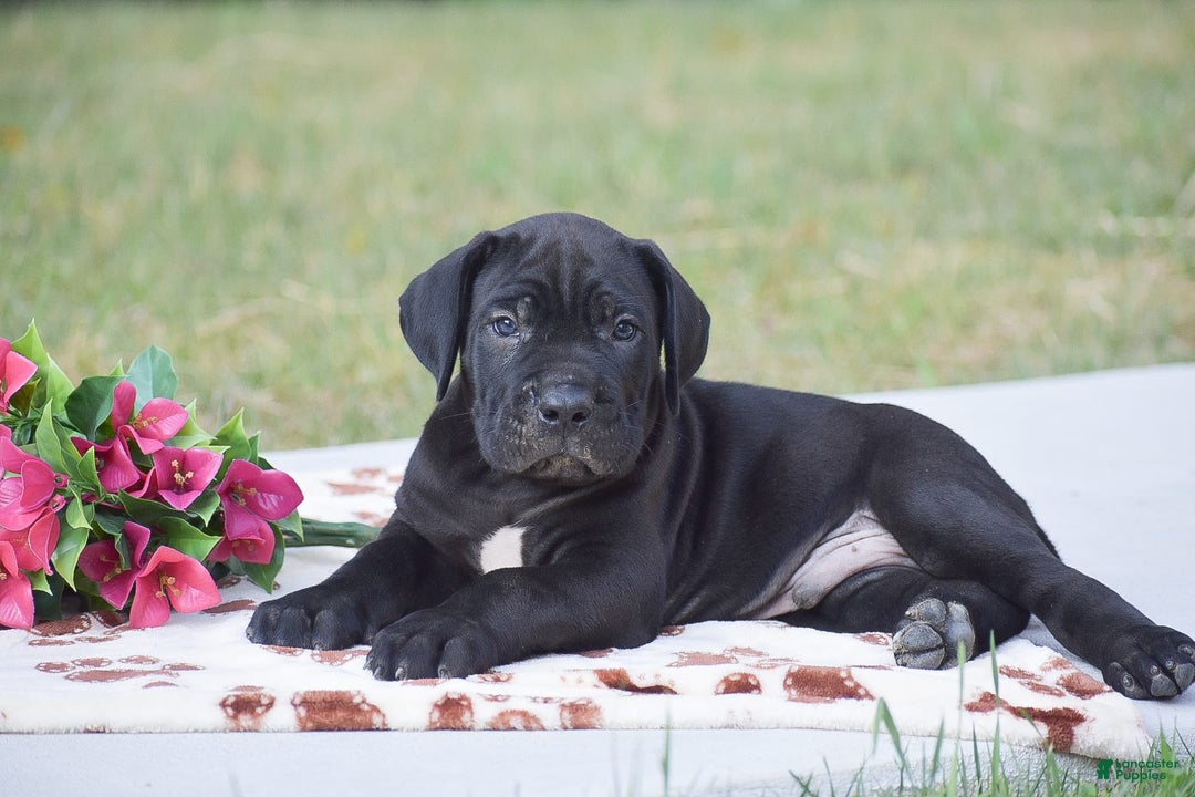 Cane Corso dogs for sale: Rocco - Image 4