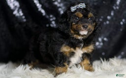 Mini Goldendoodle dogs for sale: Beau - Image 6
