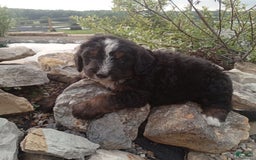 Bernedoodle dogs for sale: Archer - Image 8