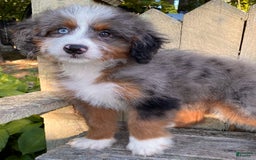 Mini Bernedoodle dogs for sale: 💛 In Boston Massachusetts 💛 One Blue Eye 💛 Mini Bernedoodle 💛 - Image 4