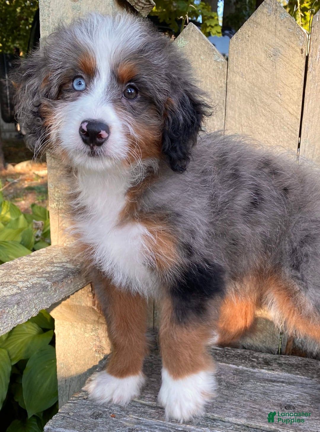 Mini Bernedoodle dogs for sale: 💛 In Boston Massachusetts 💛 One Blue Eye 💛 Mini Bernedoodle 💛 - Image 4