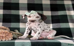 Dalmatian dogs for sale: Katherina Liver - Image 1
