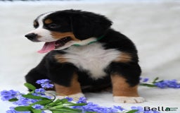 Bernese Mountain Dog dogs for sale: Bella - Image 4