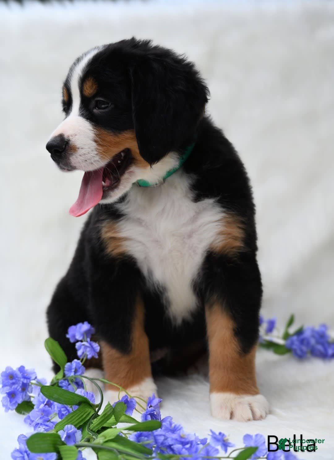 Bernese Mountain Dog dogs for sale: Bella - Image 4