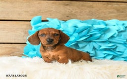 Miniature Dachshund dogs for sale: Big Red - Image 3