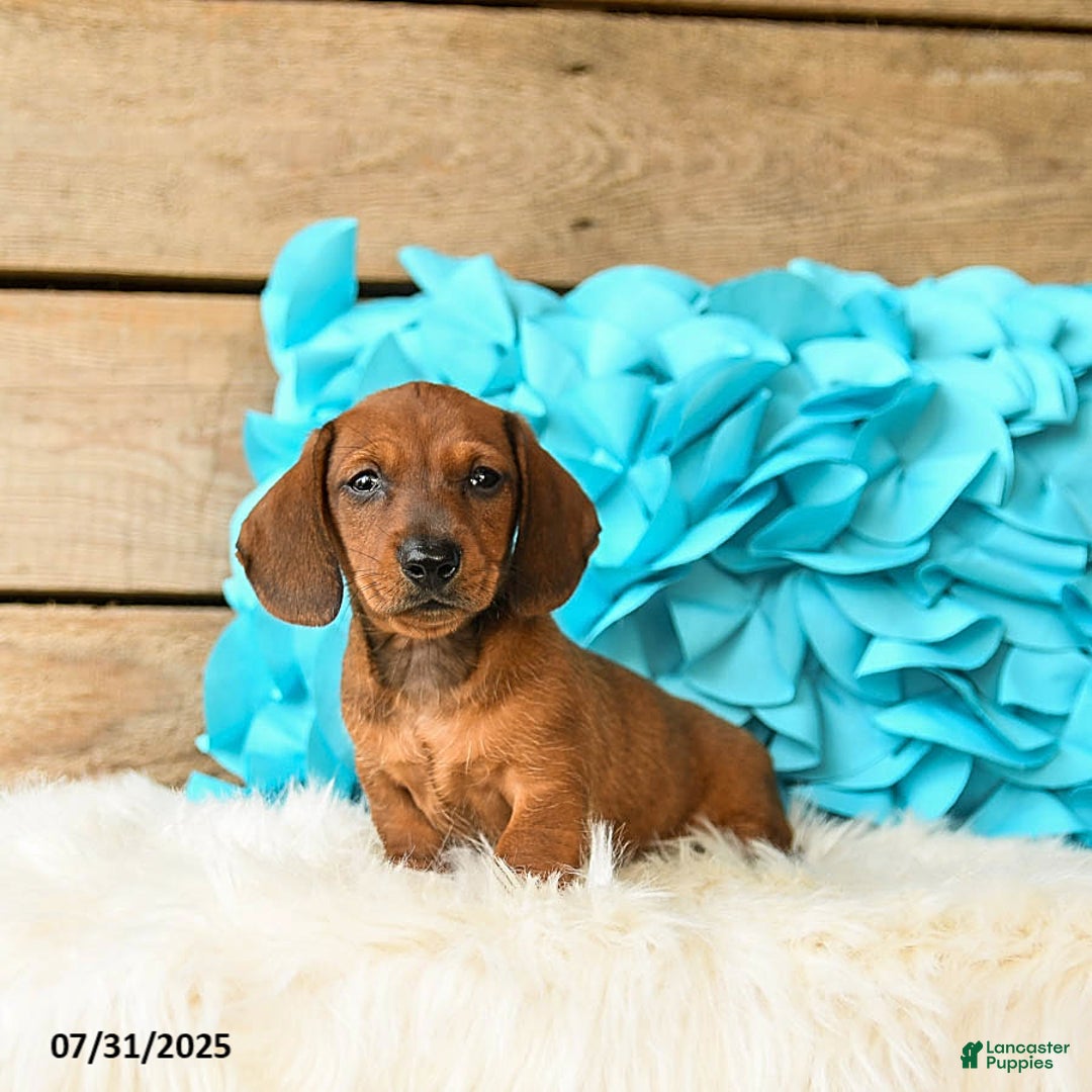 Miniature Dachshund dogs for sale: Big Red - Image 3