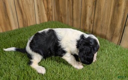 Cavalier King Charles Spaniel dogs for sale: Stardust Boy 2 - Image 3