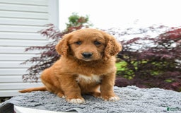 Goldendoodle dogs for sale: Custard - Image 1