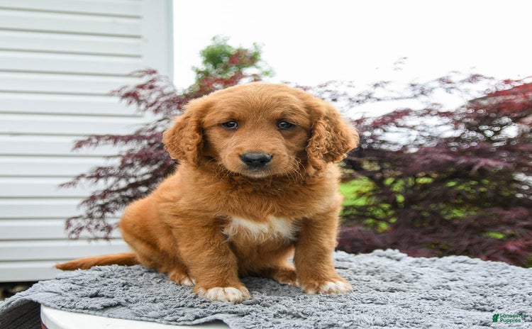 Goldendoodle dogs for sale - Ad 2