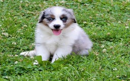 Miniature Australian Shepherd dogs for sale: Marley - Image 9