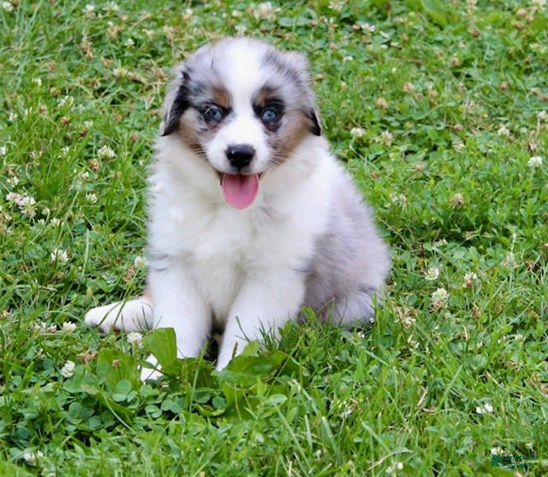 Miniature Australian Shepherd dogs for sale: Marley - Image 9