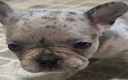 French Bulldog dogs for sale: Cookie - Image 6
