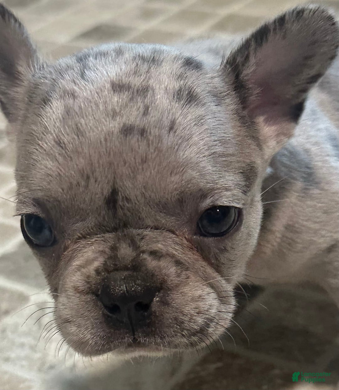 French Bulldog dogs for sale: Cookie - Image 6