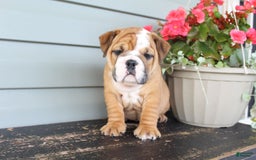 English Bulldog dogs for sale: River - Image 3