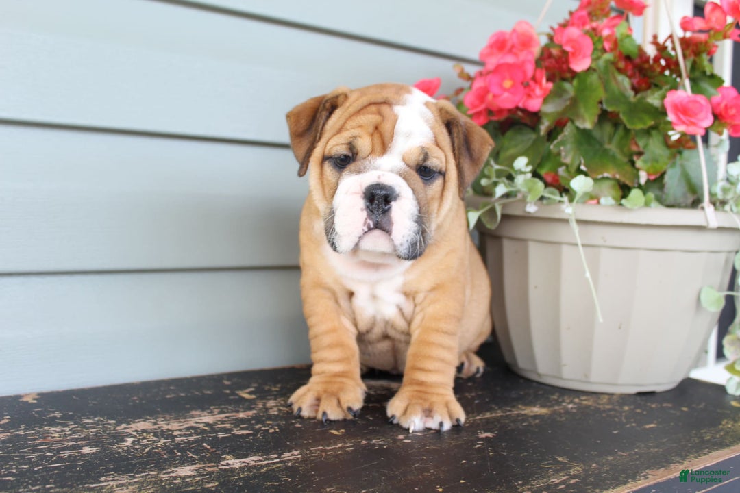 English Bulldog dogs for sale: River - Image 3