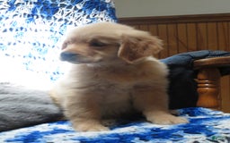 Golden Retriever dogs for sale: Truffle - Image 12