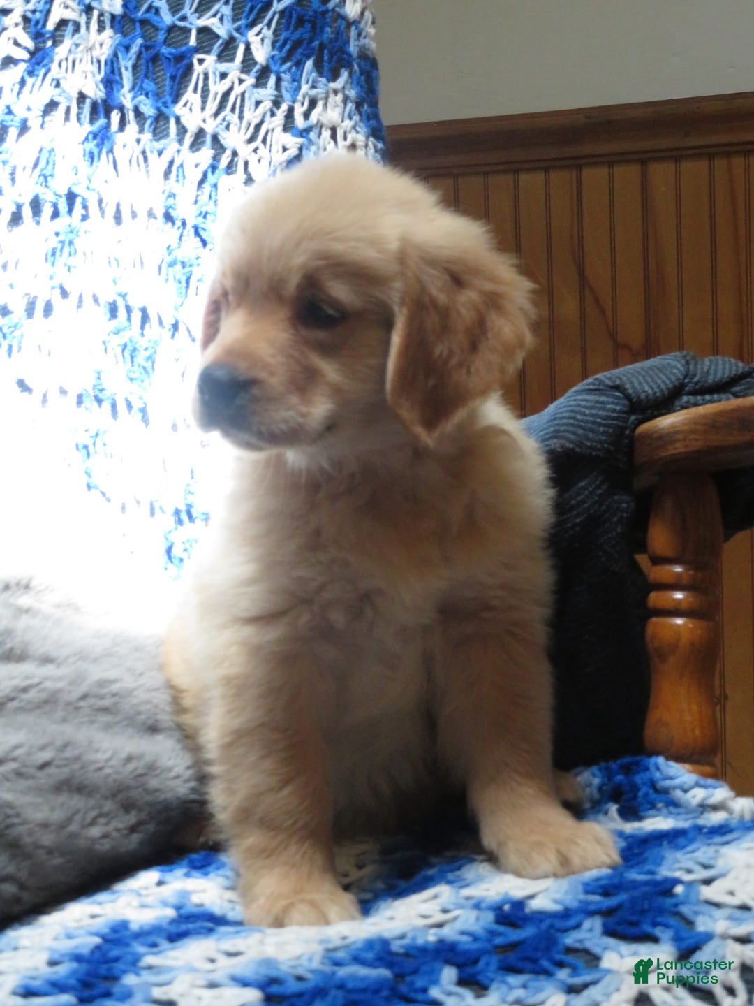 Golden Retriever dogs for sale: Truffle - Image 12