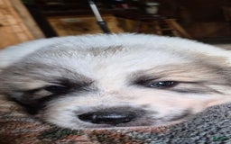 Great Pyrenees dogs for sale: White - Image 9
