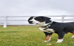 Greater Swiss Mountain Dog dogs for sale: Delilah - Image 4