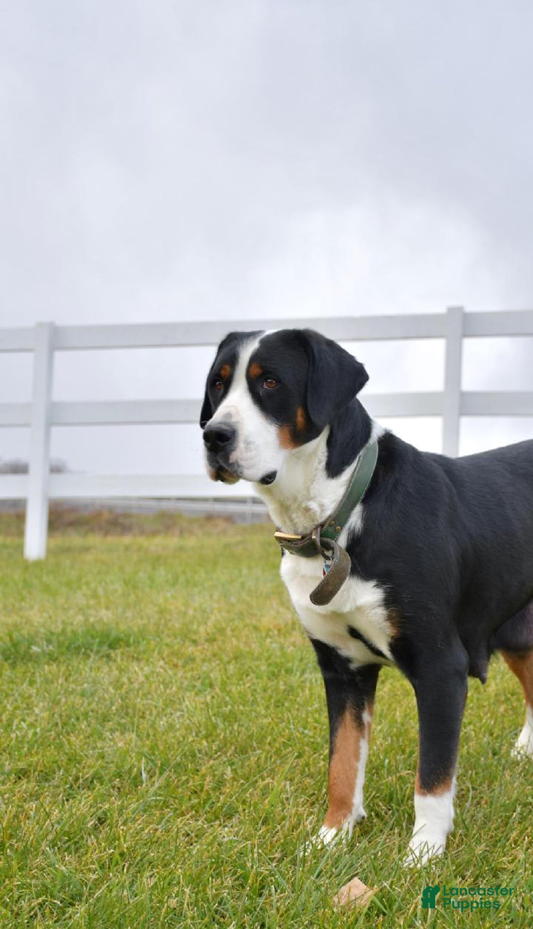 Greater Swiss Mountain Dog dogs for sale: Delilah - Image 4