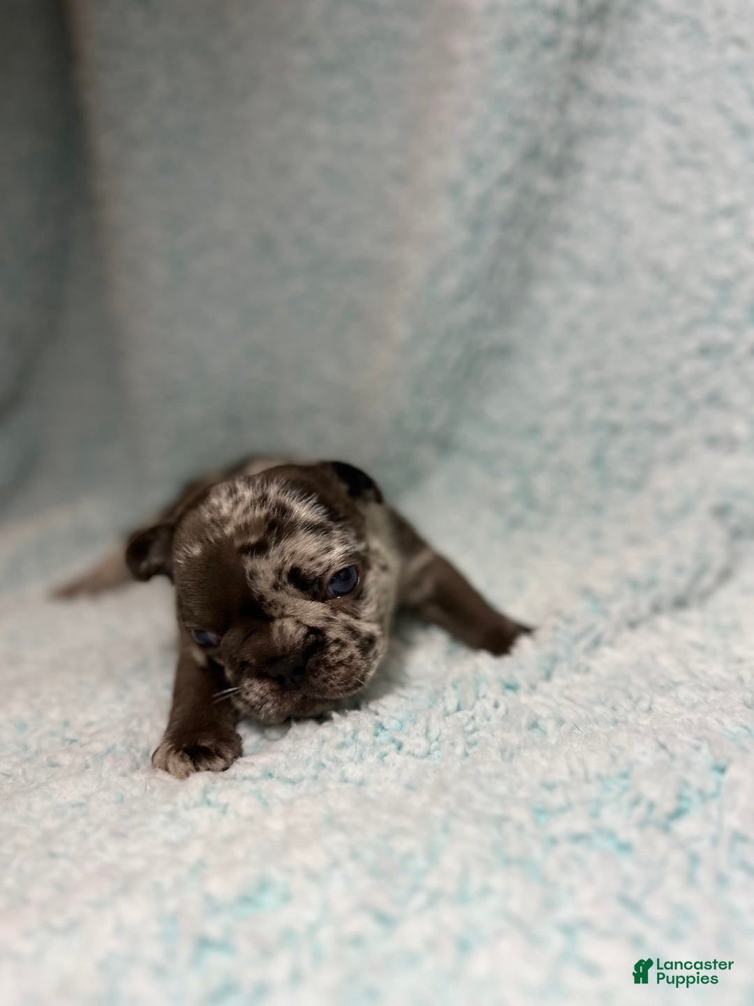 French Bulldog dogs for sale: Harley - Image 15