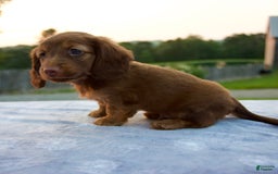 Miniature Dachshund dogs for sale: Otis - Image 3