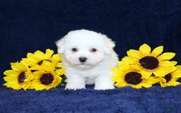 Bichon Frise dogs for sale: Uncle - Image 2