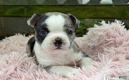 Frenchton dogs for sale: Jaida - Image 7
