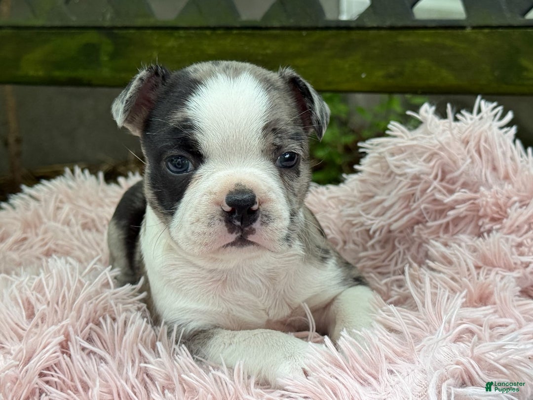 Frenchton dogs for sale: Jaida - Image 7