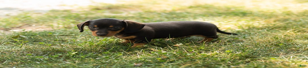 Maggie