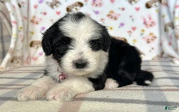 Sheepadoodle dogs for sale: Willow - Image 7