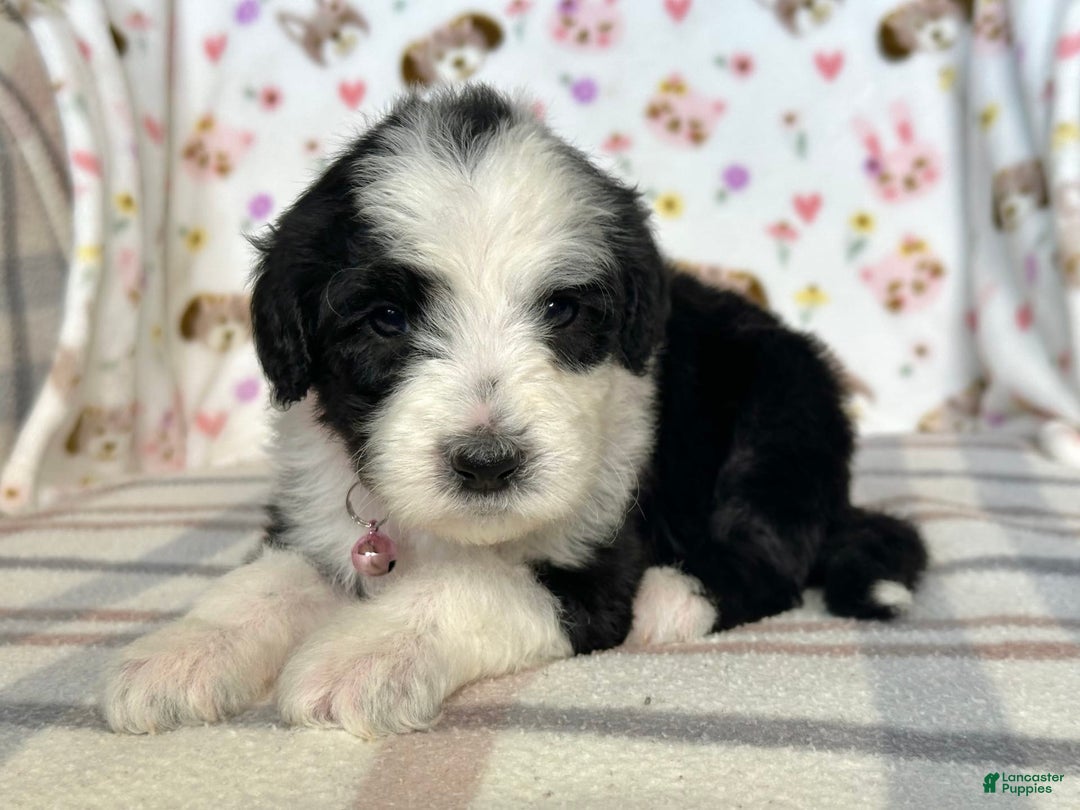 Sheepadoodle dogs for sale: Willow - Image 7