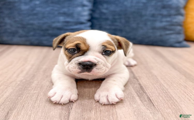 Beabull dogs for sale - Ad 1