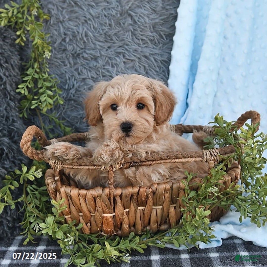 Havapoo dogs for sale: Belle - Image 5