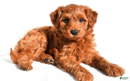  dogs for sale: Asher - Image 6