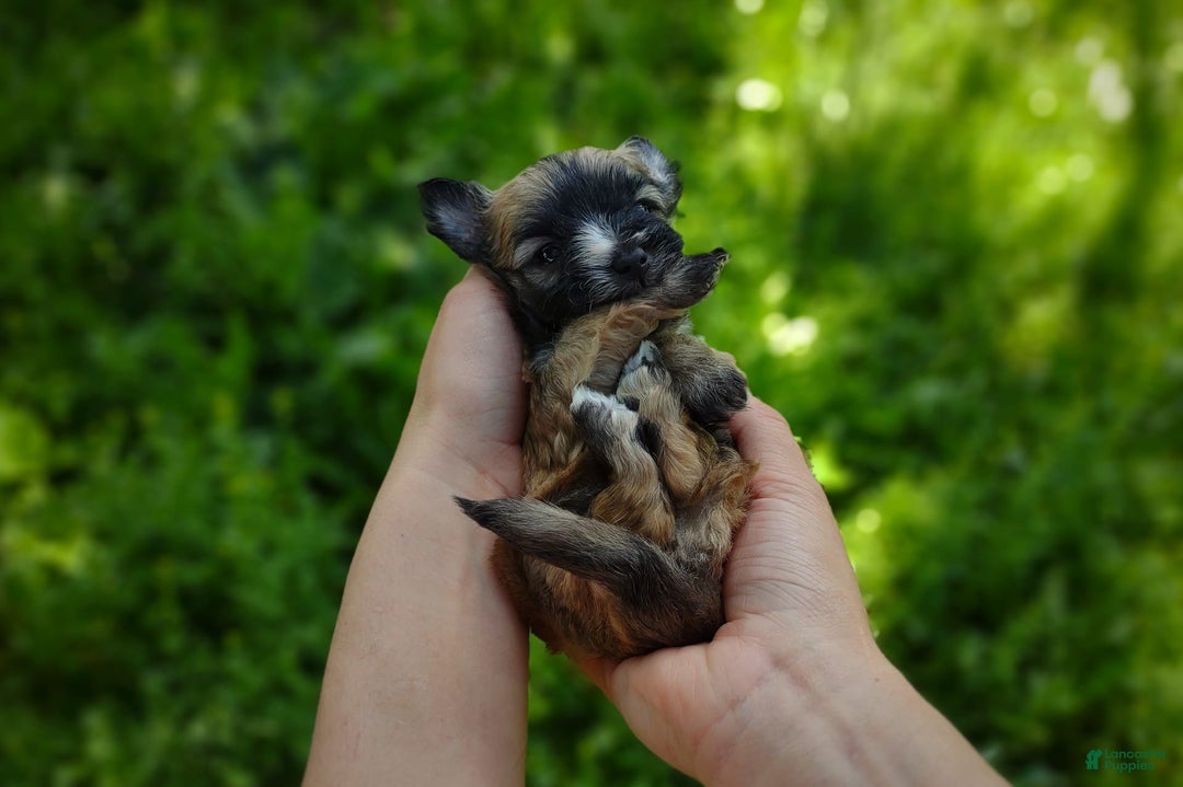 Morkie dogs for sale: Rare Gold Flame - Image 6