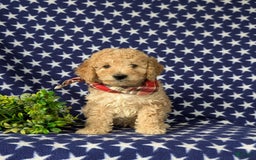 Mini Goldendoodle dogs for sale: Hardyn Hypoallergenic - Image 3