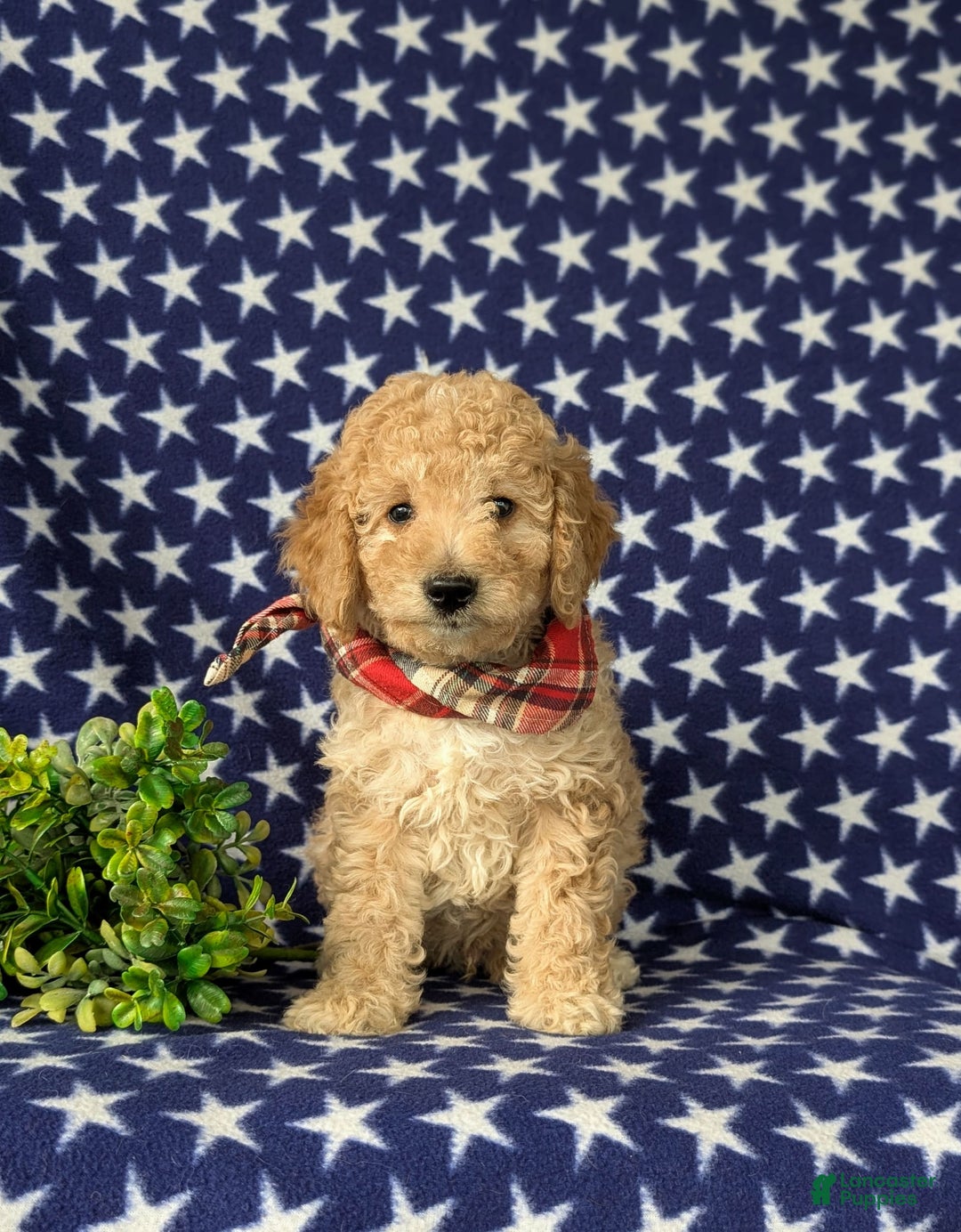 Mini Goldendoodle dogs for sale: Hardyn Hypoallergenic - Image 3