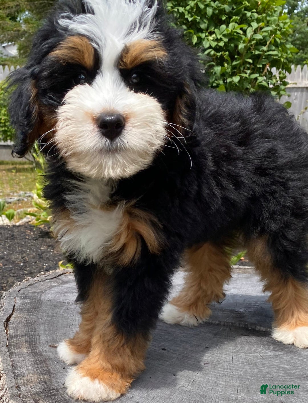 Mini Bernedoodle dogs for sale: 🧡 Boston Ma 🧡 Mini Bernedoodle - Image 17