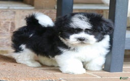 Havanese dogs for sale: Jack - Image 1