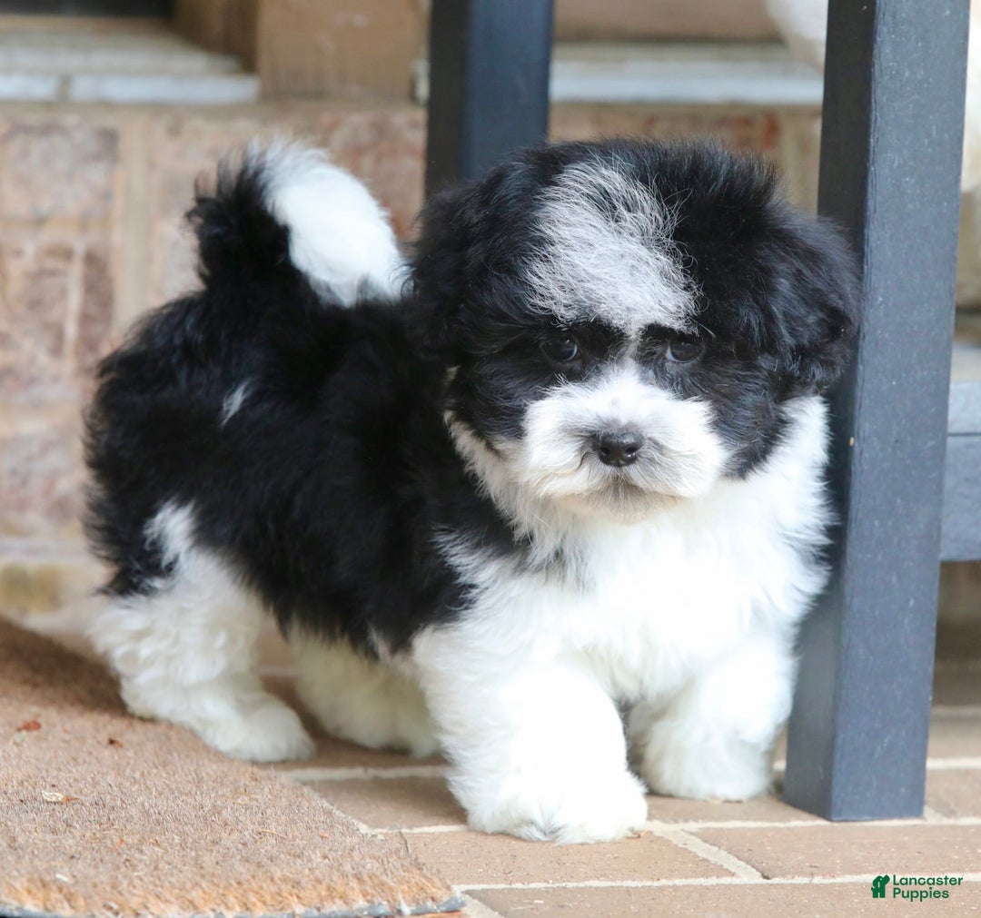 Havanese dogs for sale: Jack - Image 1